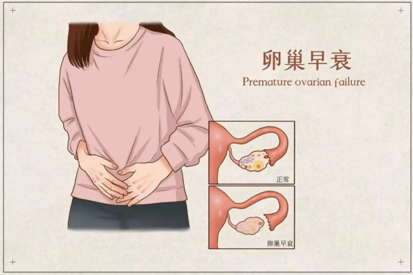 细胞科普|卵巢重生计划!干细胞技术引领女性健康新时代