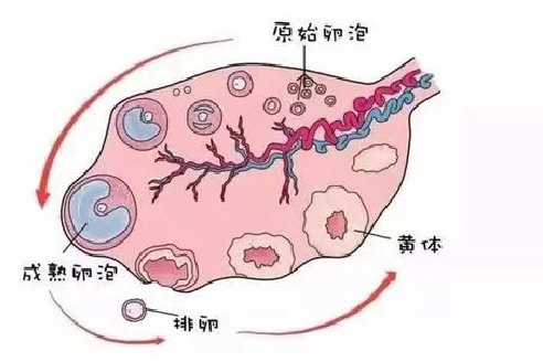 干细胞唤醒 “沉睡” 的卵巢：一次治疗，多年获益的科学解析​