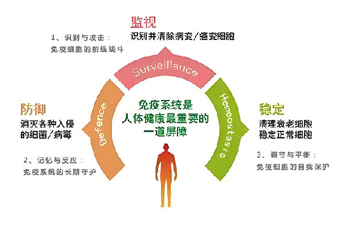 深圳鸿蒙生命：免疫细胞的三大功能