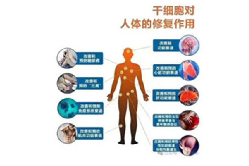 深圳鸿蒙生命：多能干细胞的作用和功效