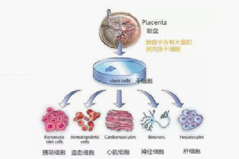 深圳鸿蒙生命：胎盘间充质干细胞