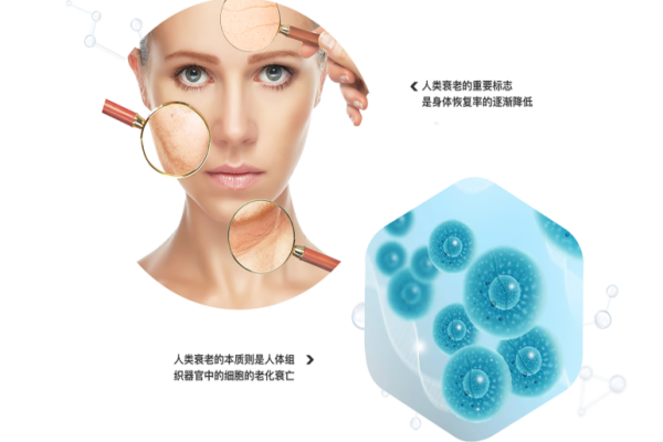 年龄增长为何免疫力下降？免疫细胞的“衰老密码”揭秘