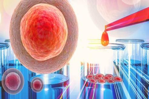 解析卵巢专属干细胞，助力女性生殖健康研究