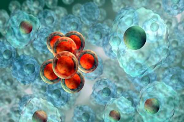 干细胞龛是什么？